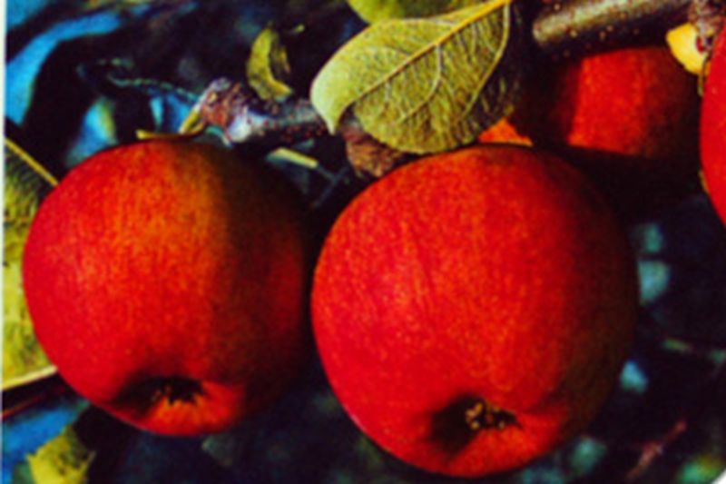 Apfel 'Piros' -S- früh - Malus 'Piros' -S- CAC