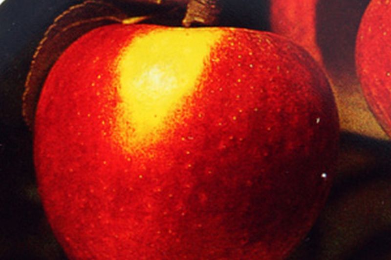 Apfel 'Retina' -S- mittel - Malus 'Retina' -S- CAC