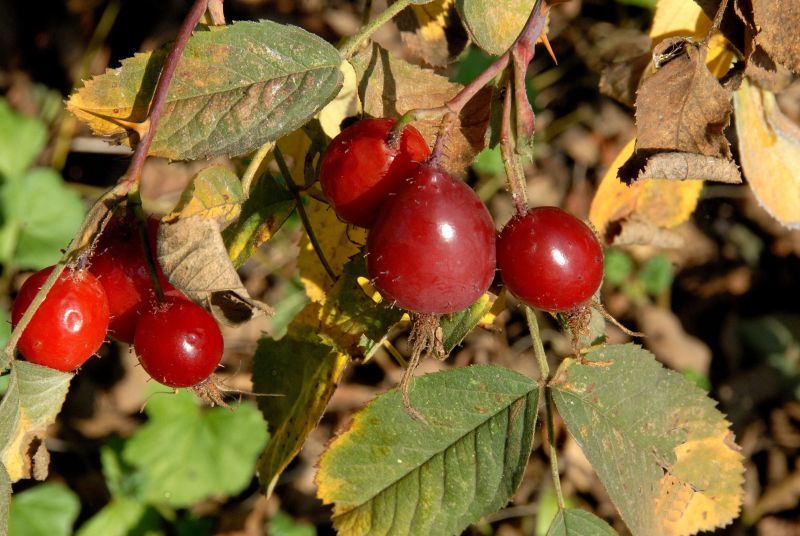 Apfel-Rose - Rosa villosa