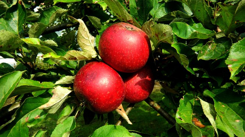 Apfel 'Rote Sternrenette' mittel - Malus 'Rote Sternrenette' CAC