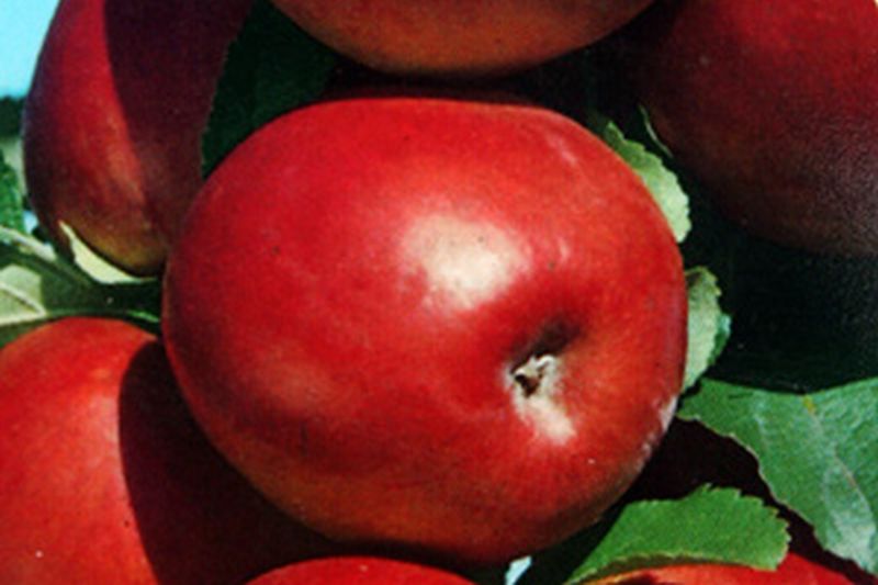 Apfel 'Roter Gravensteiner' mittel - Malus 'Roter Gravensteiner' CAC