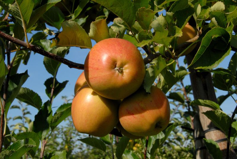 Apfel 'Rubinette' ® mittel - Malus 'Rubinette' ® CAC