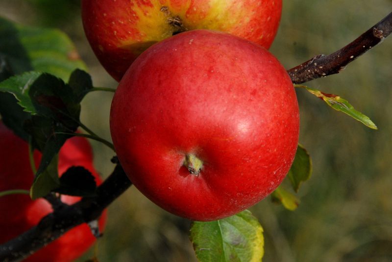 Apfel 'Rubinola' -S- - Malus 'Rubinola' -S- CAC