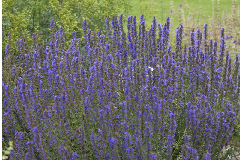 Apotheker-Ysop - Hyssopus officinalis