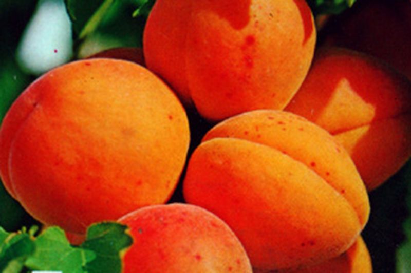 Aprikose 'Temporao de Villa Franca' - Prunus armeniaca 'Temporao de Villa Franca' CAC