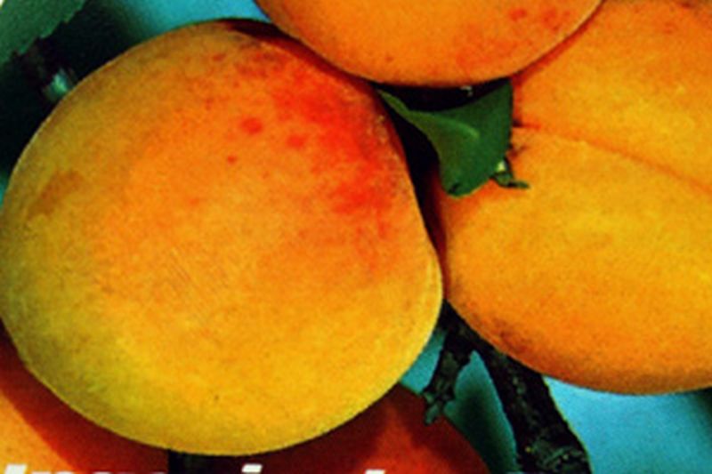 Aprikose 'Ungarische Beste' - Prunus armeniaca 'Ungarische Beste' CAC