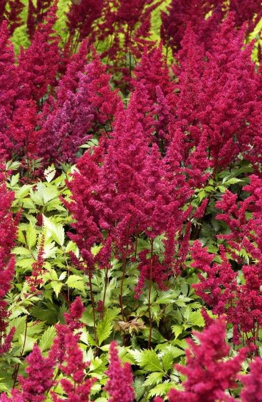 Arends Garten-Prachtspiere Fanal - Astilbe x arendsii 'Fanal'