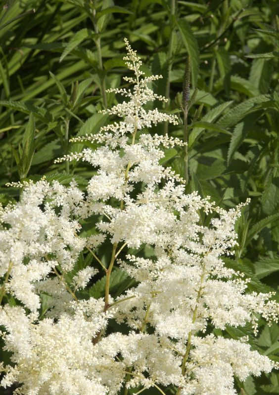 Arends Garten-Prachtspiere Brautschleier - Astilbe x arendsii 'Brautschleier'