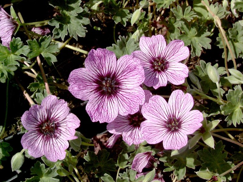 Aschgrauer Garten-Storchschnabel - Geranium cinereum 'Ballerina'