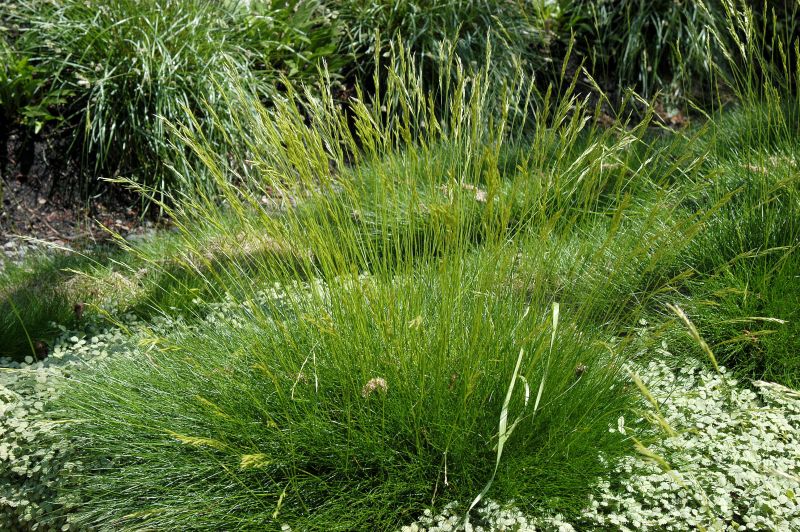 Bärenfell-Schwingel - Festuca gautieri