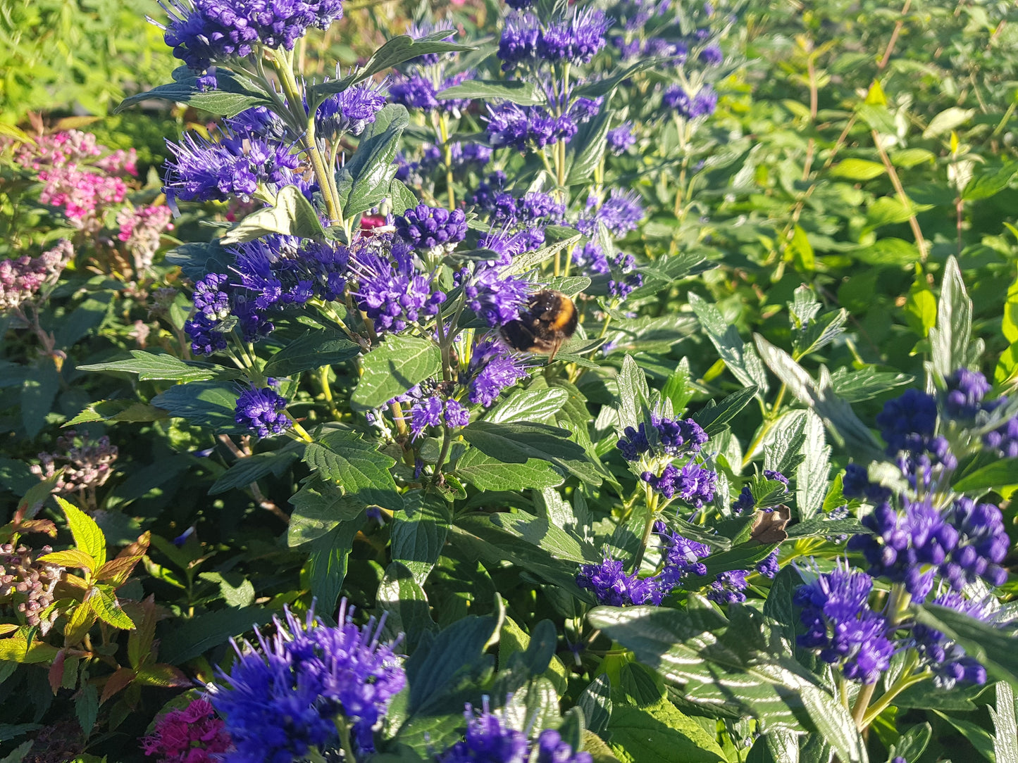 Bartblume 'Grand Bleu' ® - Caryopteris clandonensis 'Grand Bleu' ®