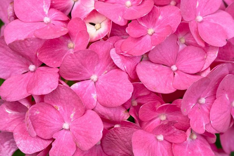 Bauernhortensie 'Bouquet Rose' - Hydrangea macrophylla 'Bouquet Rose'