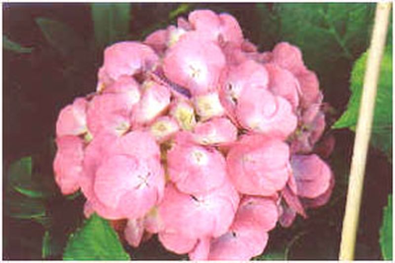 Bauernhortensie 'Masja' - Hydrangea macrophylla 'Masja'