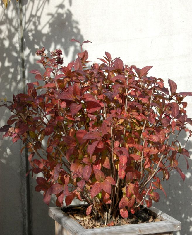 Bauernhortensie 'Tovelit' - Hydrangea macrophylla 'Tovelit'