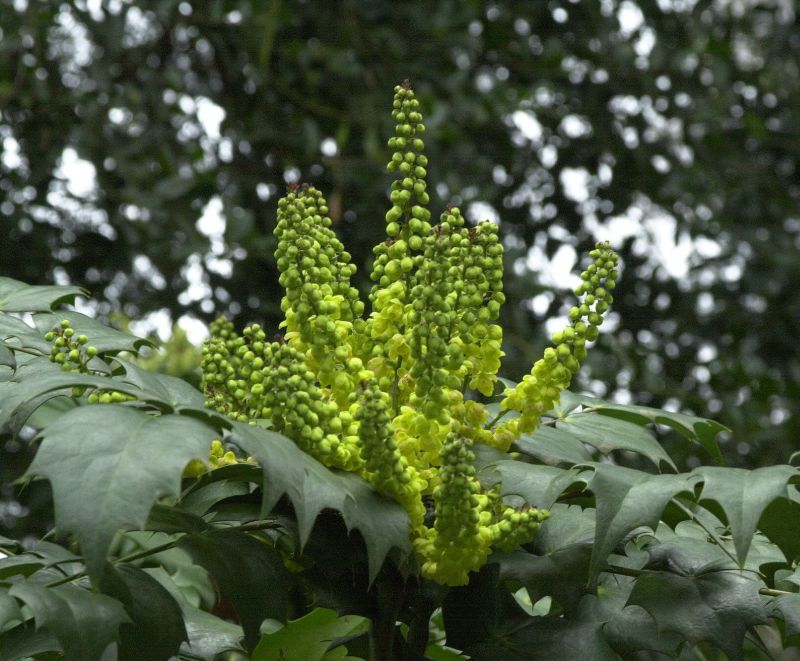 Beales Mahonie - Mahonia bealei