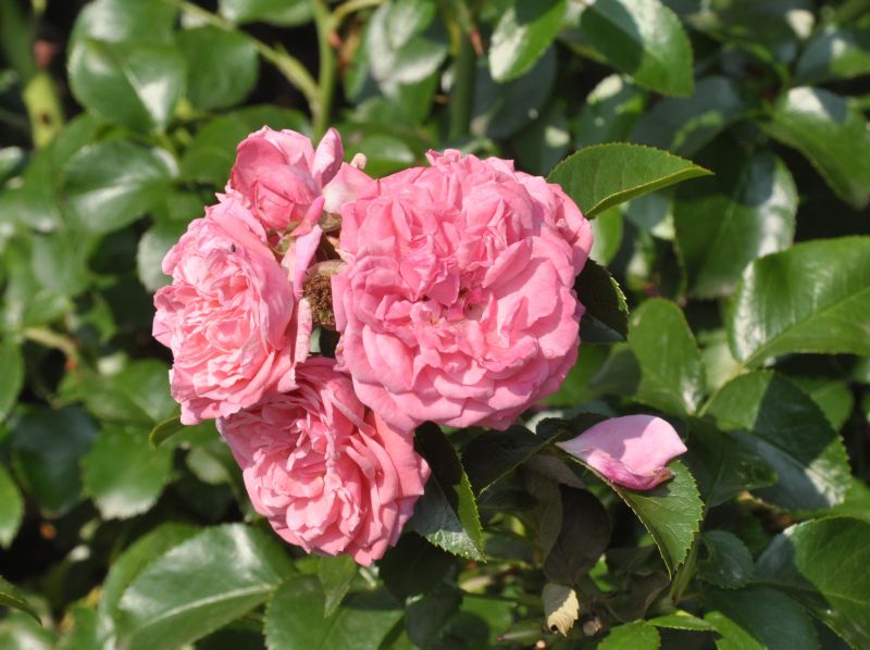 Beetrose 'Alea' ® ADR-Rose - Rosa 'Alea' ® BT