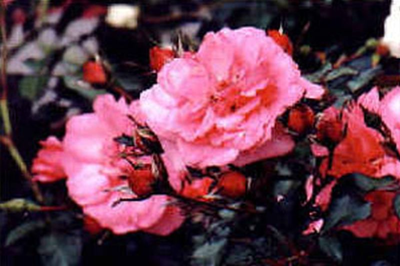 Beetrose 'Amulett' ® - Rosa 'Amulett' ® BT