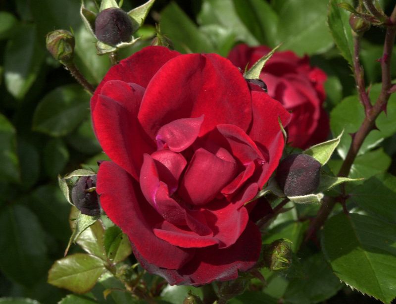 Beetrose 'Andalusien' ® - Rosa 'Andalusien' ® BT