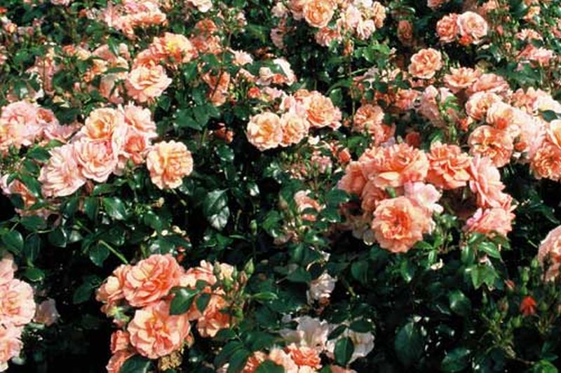 Beetrose 'Aprikola' ® ADR-Rose - Rosa 'Aprikola' ® BT