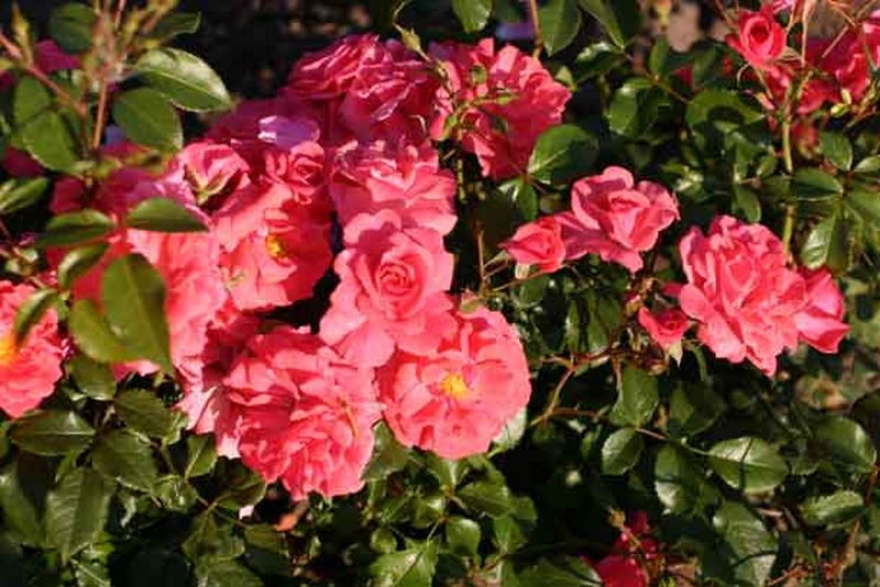 Beetrose 'Bad Birnbach' ® ADR-Rose - Rosa 'Bad Birnbach' ® BT