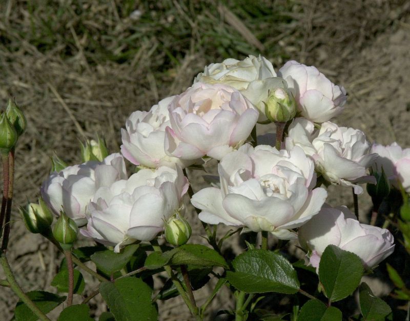 Beetrose 'Bella Weiss' ® - Rosa 'Bella Weiss' ® BT