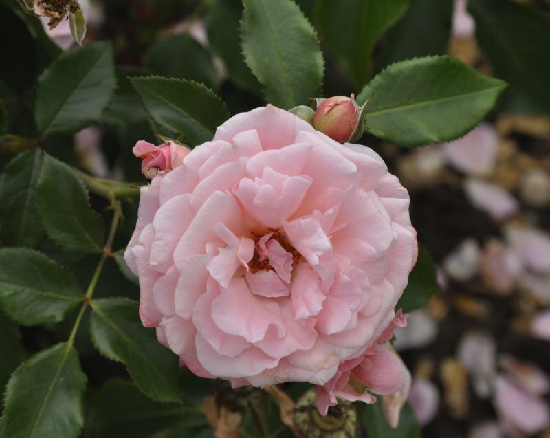 Beetrose 'Botticelli' ® - Rosa 'Botticelli' ® BT