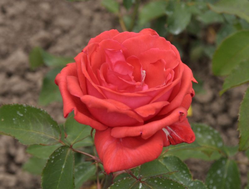 Beetrose 'Duftwolke' ® - Rosa 'Duftwolke' ® BT