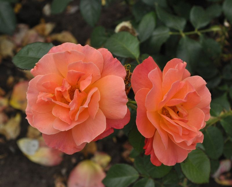 Beetrose 'Fellowship' ® - Rosa 'Fellowship' ® BT