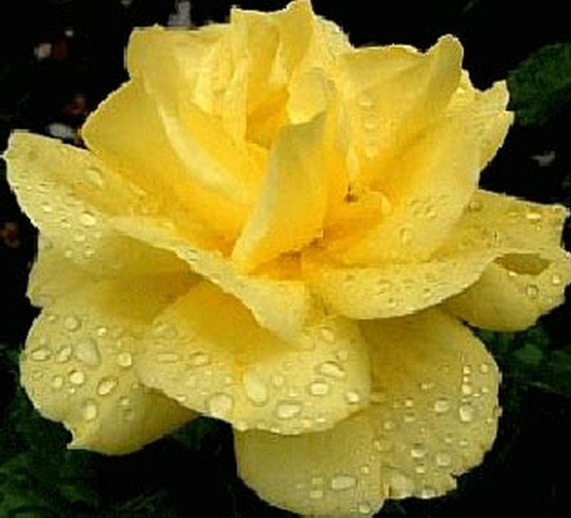 Beetrose 'Friesia' ® - Rosa 'Friesia' ® BT