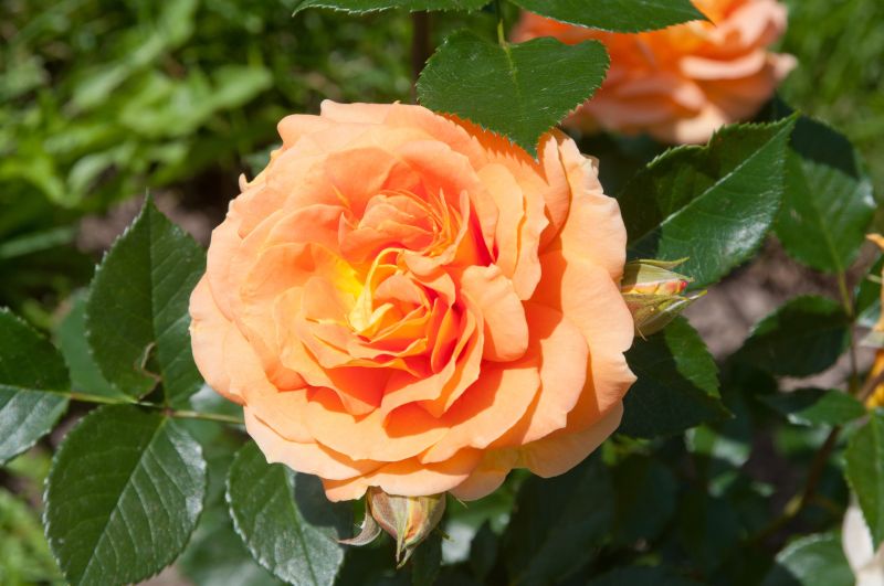 Beetrose 'Goldelse' ® - Rosa 'Goldelse' ® BT