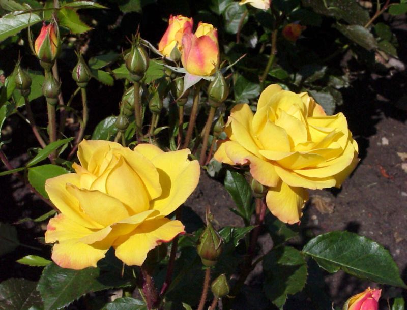 Beetrose 'Goldmarie 82' ® - Rosa 'Goldmarie 82' ® BT