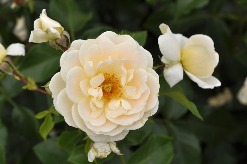 Beetrose 'Isarperle' ® ADR-Rose - Rosa 'Isarperle' ® BT