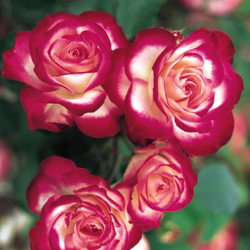 Beetrose 'Jubilée du Pr.de Monaco' ® - Rosa 'Jubilée du Prince de Monaco' ® BT