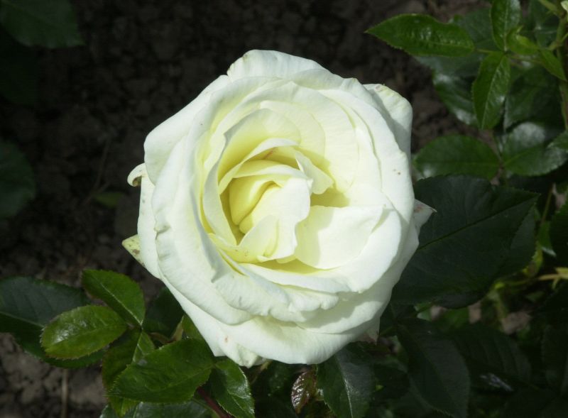 Beetrose 'La Paloma 85' ® - Rosa 'La Paloma 85' ® BT