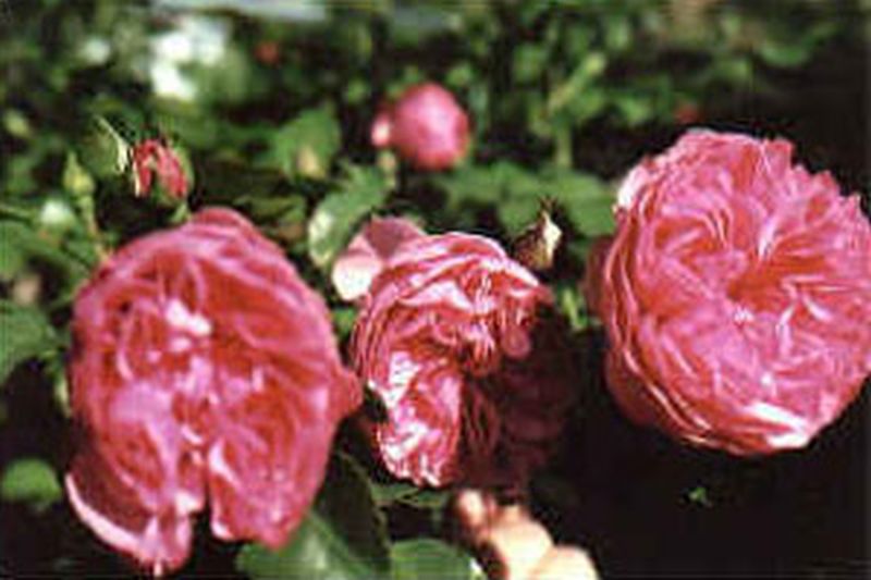 Beetrose 'Leonardo da Vinci' ® - Rosa 'Leonardo da Vinci' ® BT