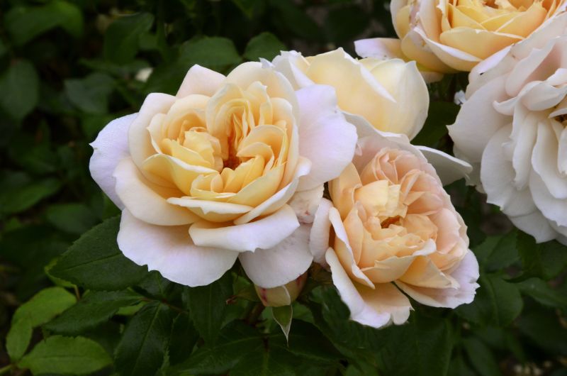 Beetrose 'Lions-Rose' ® ADR-Rose - Rosa 'Lions-Rose' ® BT