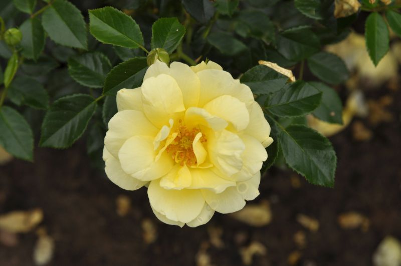 Beetrose 'Loredo' ® ADR-Rose - Rosa 'Loredo' ® BT