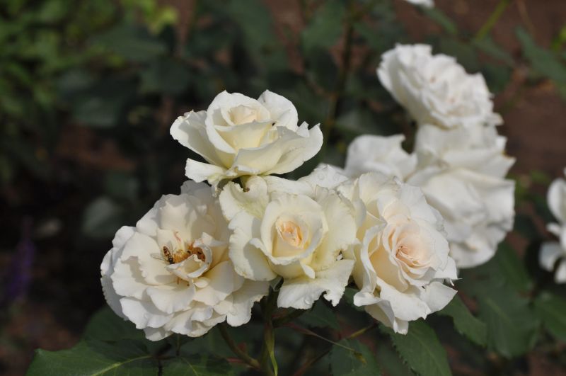 Beetrose 'Margaret Merril' ® - Rosa 'Margaret Merril' ® BT