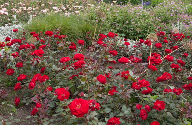 Beetrose 'Mariandel' ® - Rosa 'Mariandel' ® BT