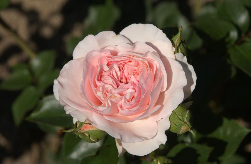 Beetrose 'Mariatheresia' ® - Rosa 'Mariatheresia' ® BT