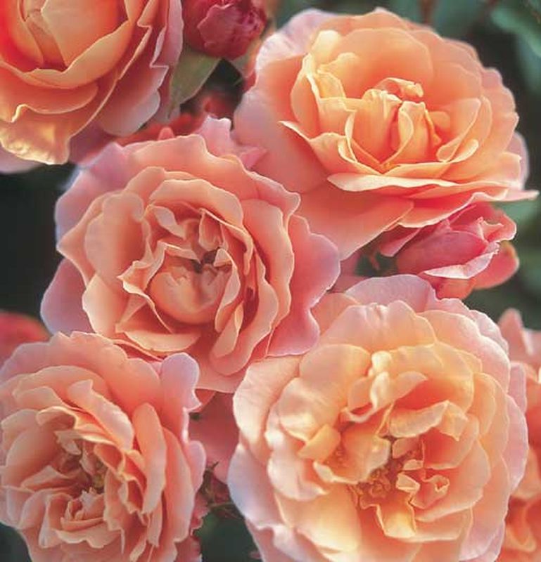 Beetrose 'Marie Curie' ® - Rosa 'Marie Curie' ® BT