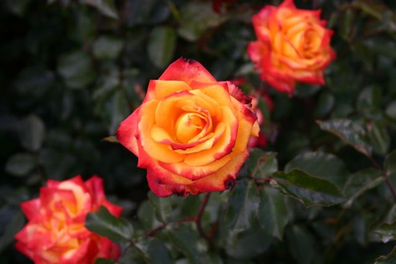 Beetrose 'Mein München' ® - Rosa 'Mein München' ® BT