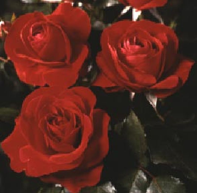 Beetrose 'Nina Weibull' - Rosa 'Nina Weibull' BT