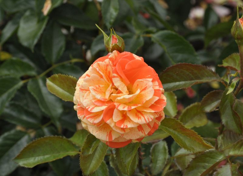 Beetrose 'Papagena' ® - Rosa 'Papagena' ® BT