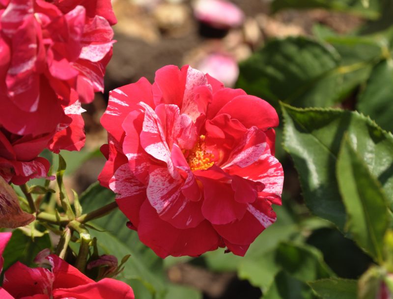 Beetrose 'Papageno' ® - Rosa 'Papageno' ® BT