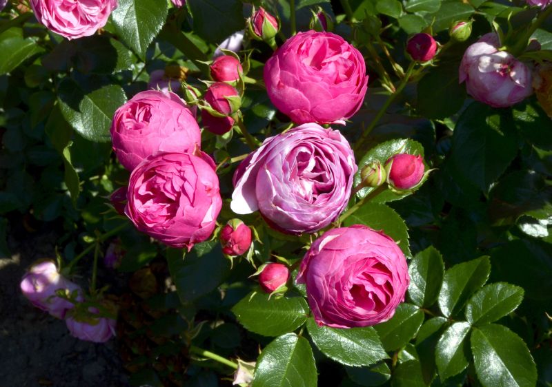 Beetrose 'Pomponella' ® ADR-Rose - Rosa 'Pomponella' ® BT