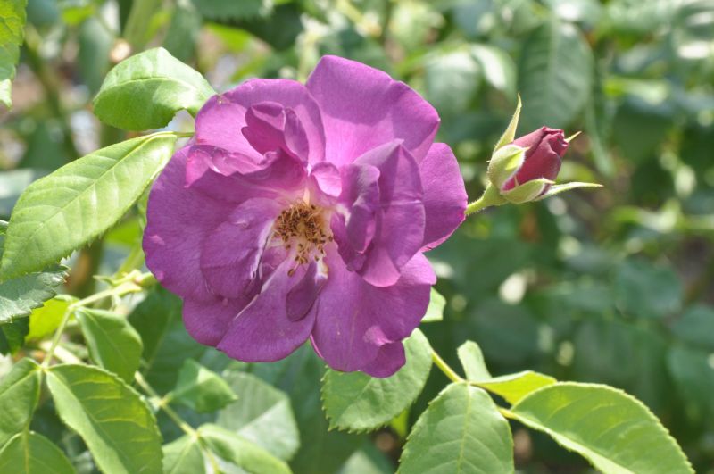 Beetrose 'Rhapsody in Blue' ® - Rosa 'Rhapsody in Blue' ® BT