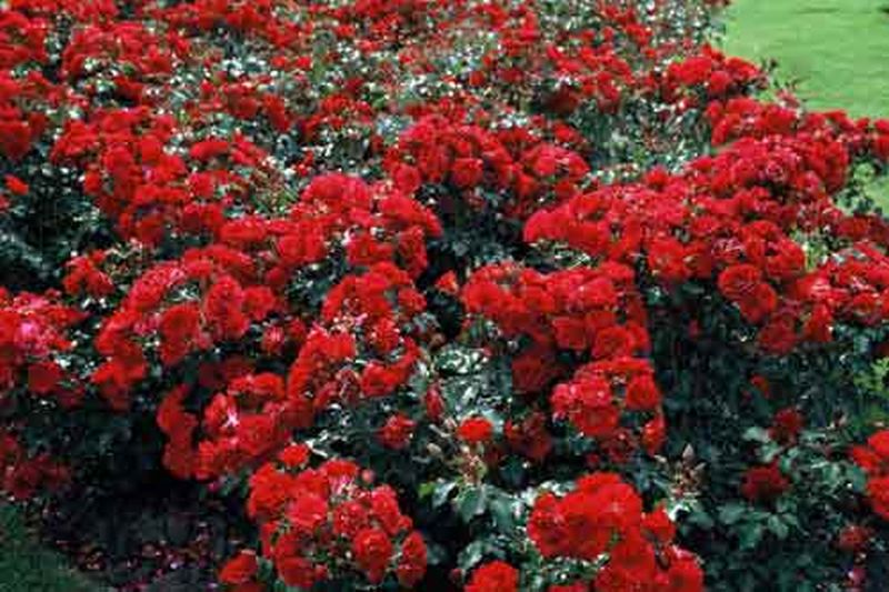 Beetrose 'Rotilia' ® ADR-Rose - Rosa 'Rotilia' ® BT