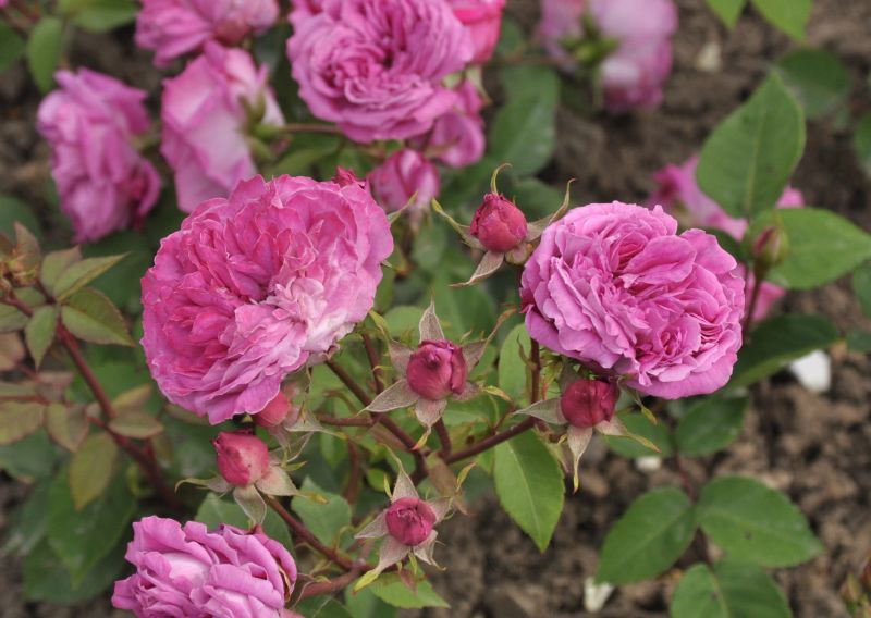 Beetrose 'Rotkäppchen' ® - Rosa 'Rotkäppchen' ® BT