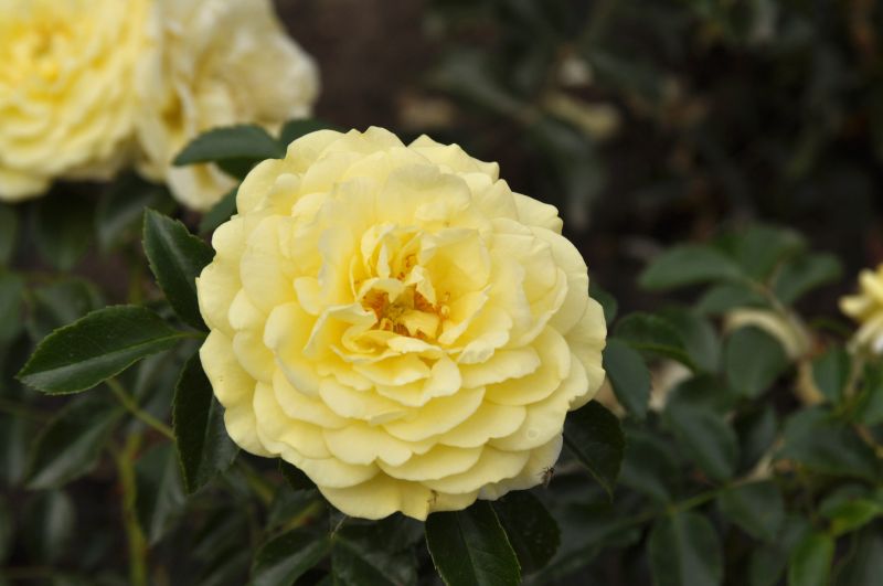 Beetrose 'Solero' ® ADR-Rose - Rosa 'Solero' ® BT